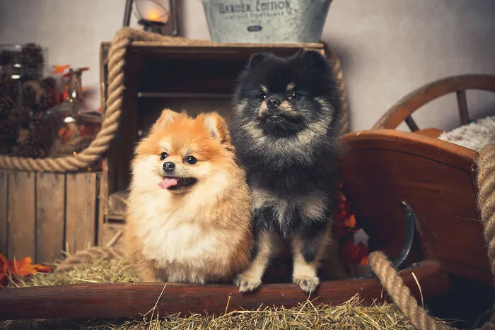 I Am A Professional Pet Photographer, And These Are The Best Shots I Took (25 Pics)