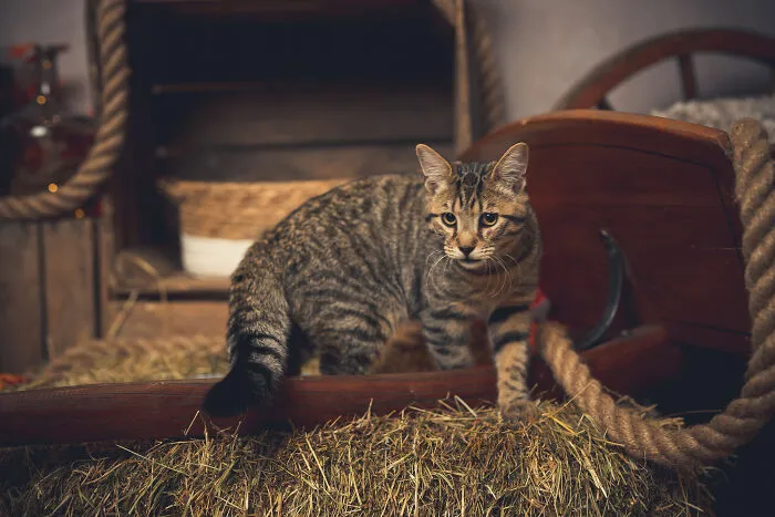 I Am A Professional Pet Photographer, And These Are The Best Shots I Took (25 Pics)