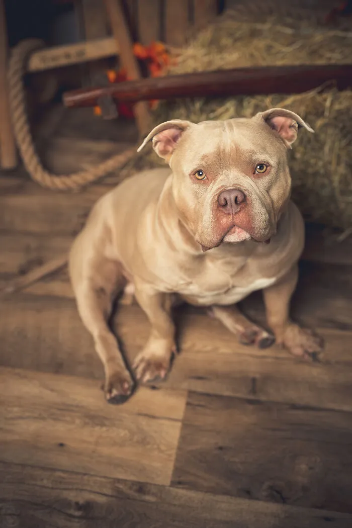 I Am A Professional Pet Photographer, And These Are The Best Shots I Took (25 Pics)