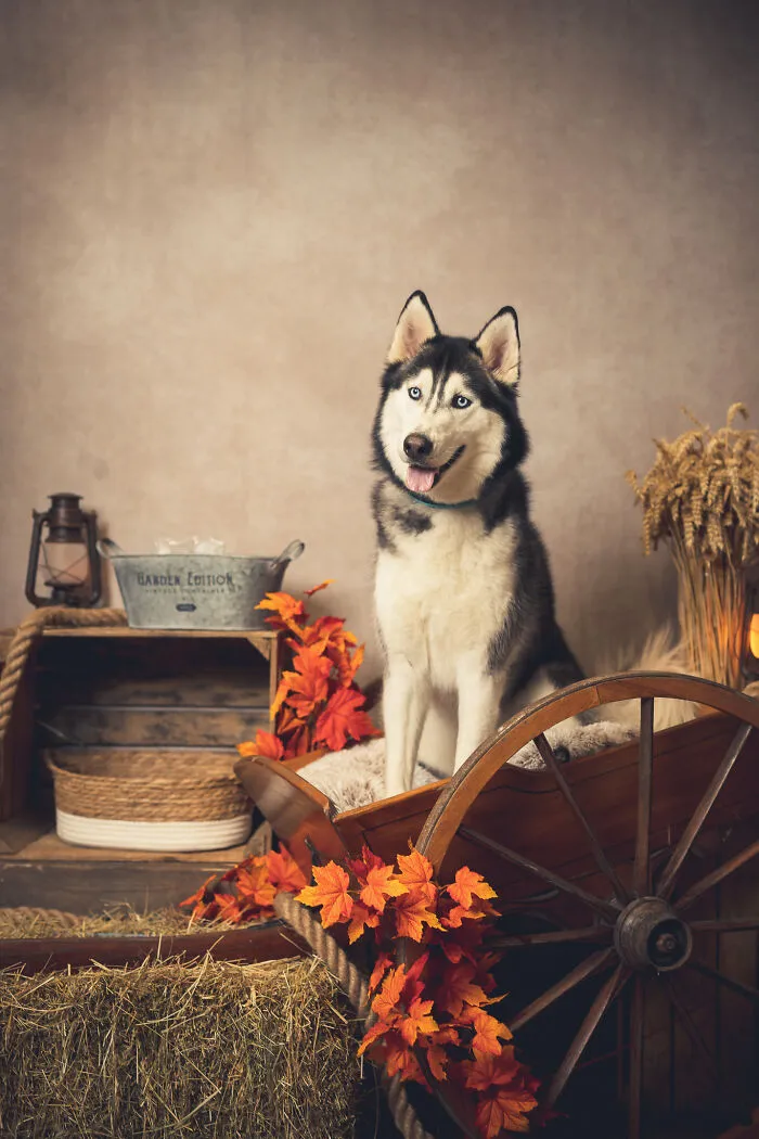 I Am A Professional Pet Photographer, And These Are The Best Shots I Took (25 Pics)
