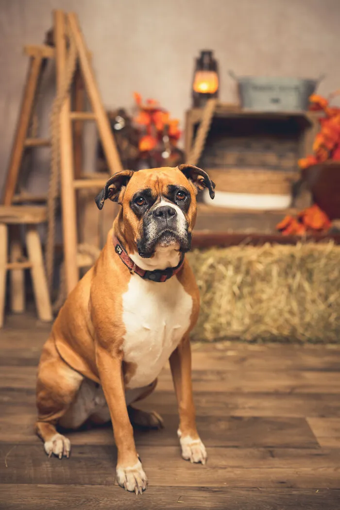 I Am A Professional Pet Photographer, And These Are The Best Shots I Took (25 Pics)