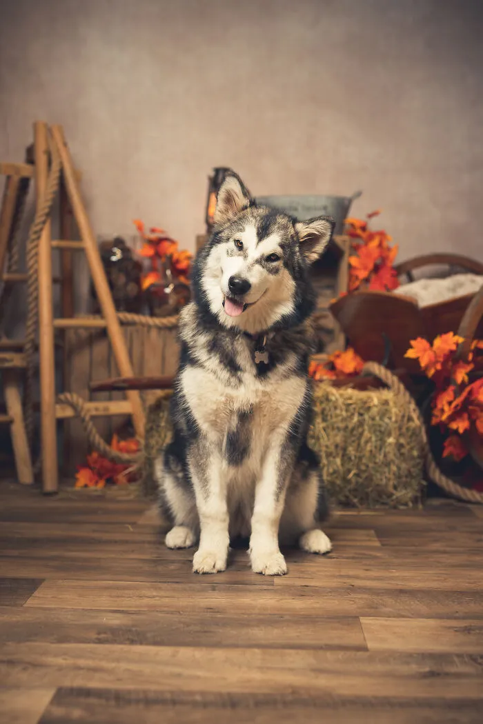 I Am A Professional Pet Photographer, And These Are The Best Shots I Took (25 Pics)