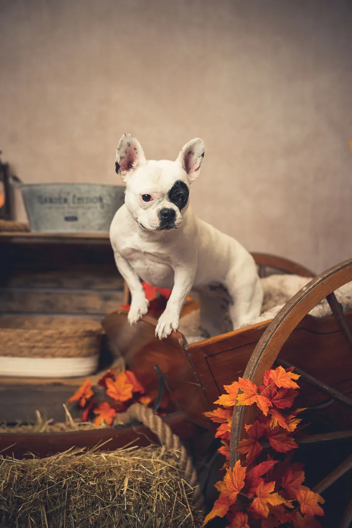 I Am A Professional Pet Photographer, And These Are The Best Shots I Took (25 Pics)