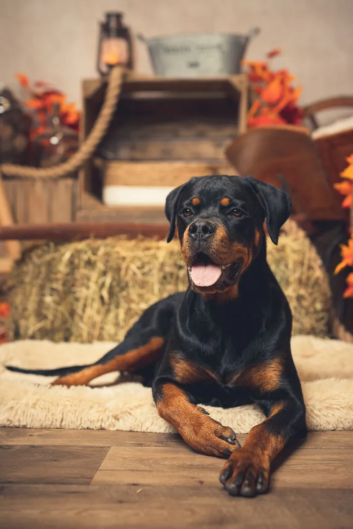 I Am A Professional Pet Photographer, And These Are The Best Shots I Took (25 Pics)