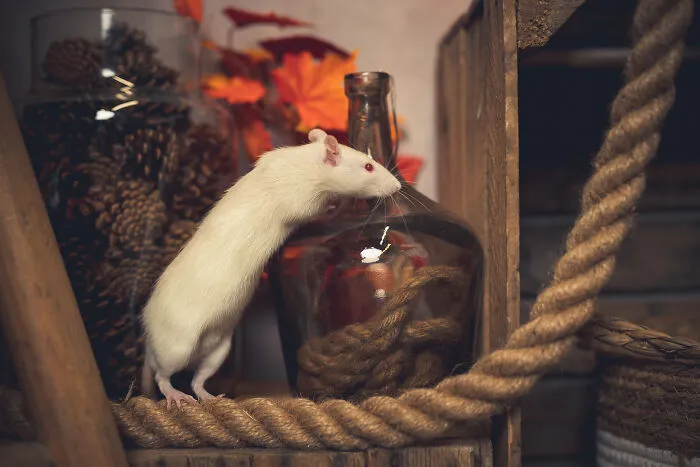 I Am A Professional Pet Photographer, And These Are The Best Shots I Took (25 Pics)