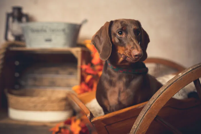 I Am A Professional Pet Photographer, And These Are The Best Shots I Took (25 Pics)