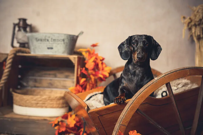 I Am A Professional Pet Photographer, And These Are The Best Shots I Took (25 Pics)