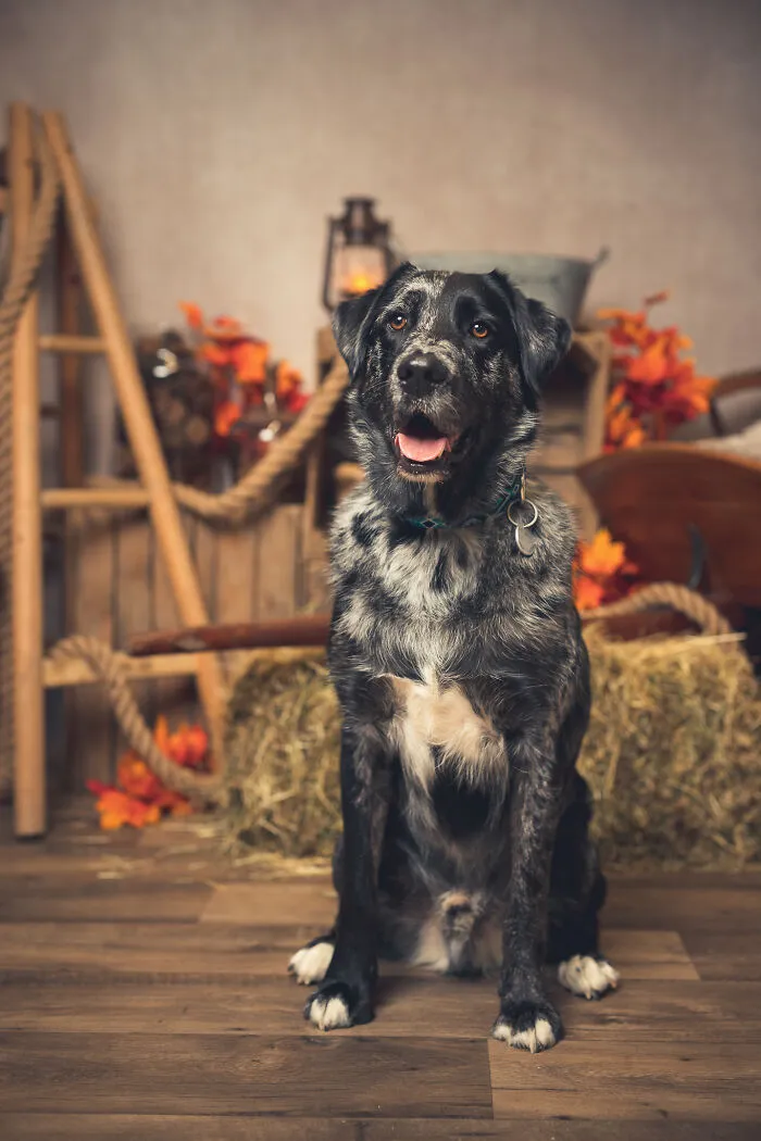I Am A Professional Pet Photographer, And These Are The Best Shots I Took (25 Pics)