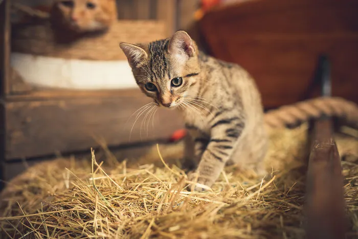 I Am A Professional Pet Photographer, And These Are The Best Shots I Took (25 Pics)