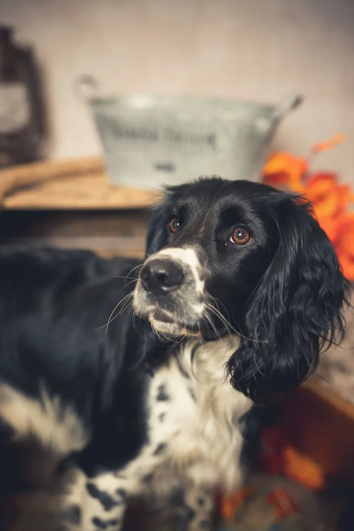 I Am A Professional Pet Photographer, And These Are The Best Shots I Took (25 Pics)