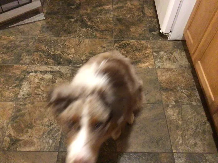 This Goofy Little Dog, His Names Jasper
