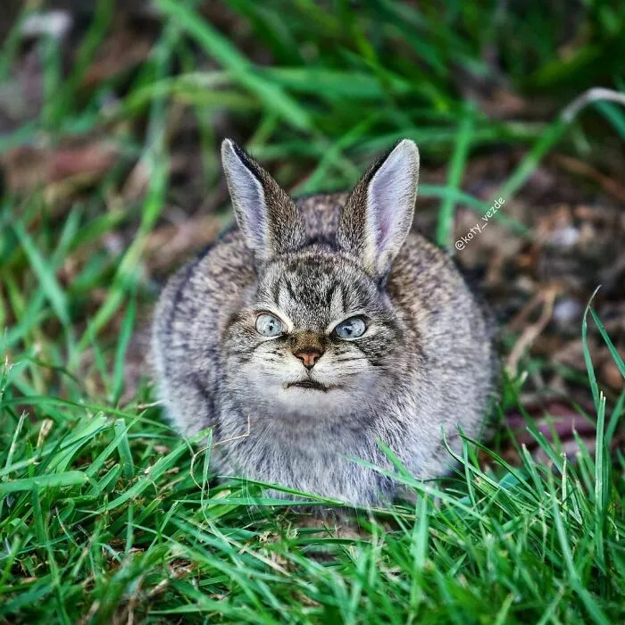 Someone Photoshops Cat Faces Onto Animals And Things, And The Results Are Disturbingly Amusing