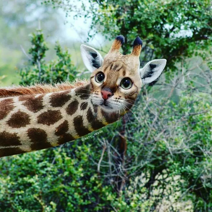 Someone Photoshops Cat Faces Onto Animals And Things, And The Results Are Disturbingly Amusing