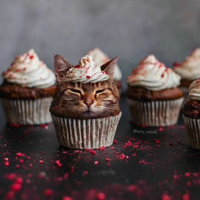 Cats