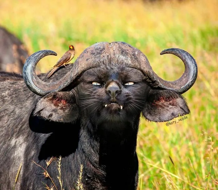 Someone Photoshops Cat Faces Onto Animals And Things, And The Results Are Disturbingly Amusing