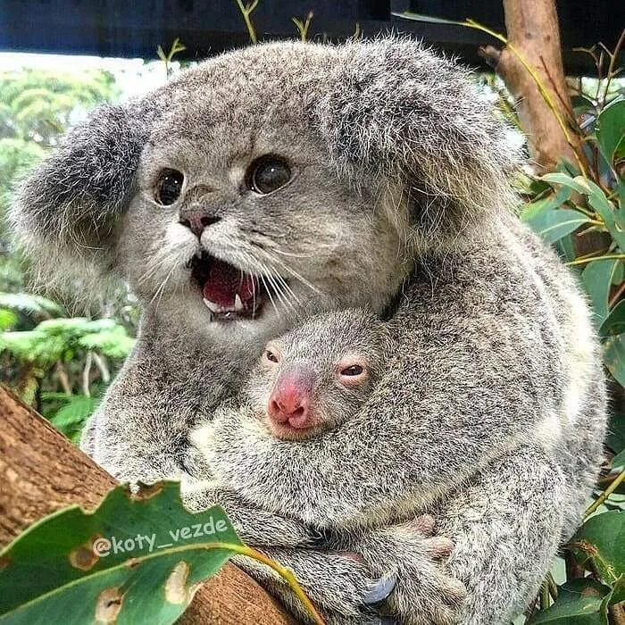 Someone Photoshops Cat Faces Onto Animals And Things, And The Results Are Disturbingly Amusing