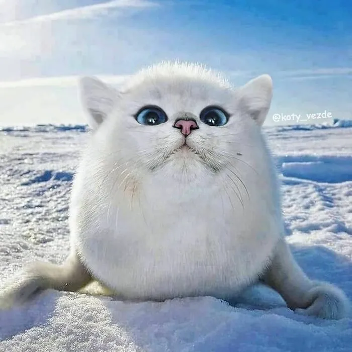 Someone Photoshops Cat Faces Onto Animals And Things, And The Results Are Disturbingly Amusing