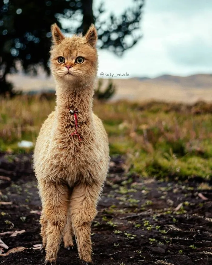 Someone Photoshops Cat Faces Onto Animals And Things, And The Results Are Disturbingly Amusing