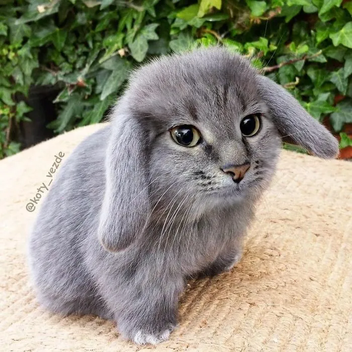 Someone Photoshops Cat Faces Onto Animals And Things, And The Results Are Disturbingly Amusing