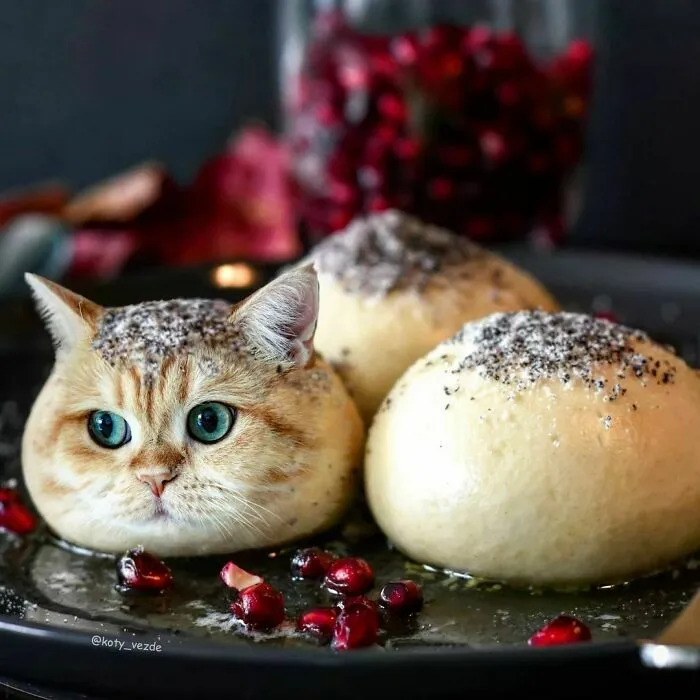 Someone Photoshops Cat Faces Onto Animals And Things, And The Results Are Disturbingly Amusing