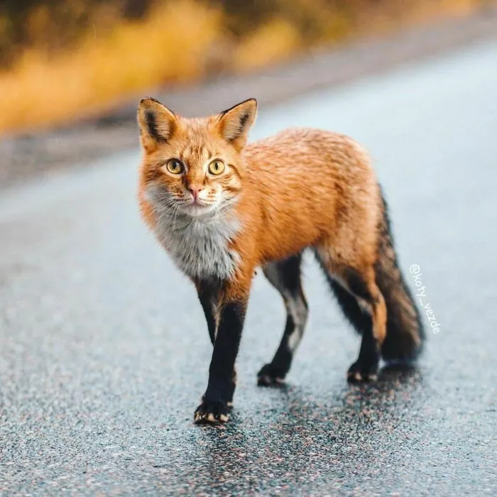 Someone Photoshops Cat Faces Onto Animals And Things, And The Results Are Disturbingly Amusing