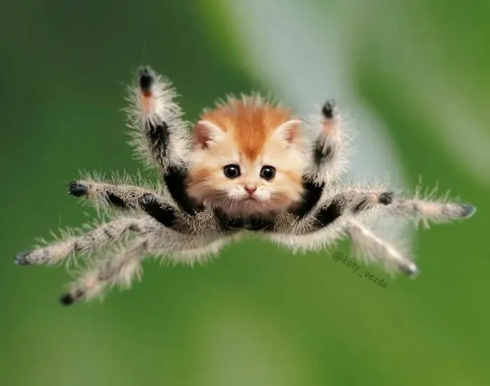 Someone Photoshops Cat Faces Onto Animals And Things, And The Results Are Disturbingly Amusing