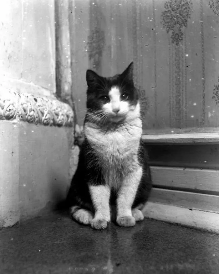 Sussy, 1917, Sweden