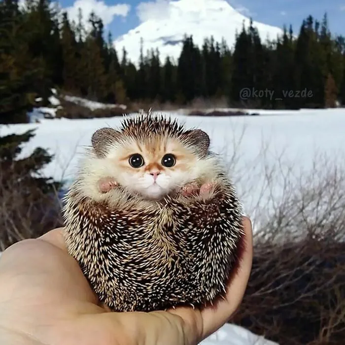 Someone Photoshops Cat Faces Onto Animals And Things, And The Results Are Disturbingly Amusing