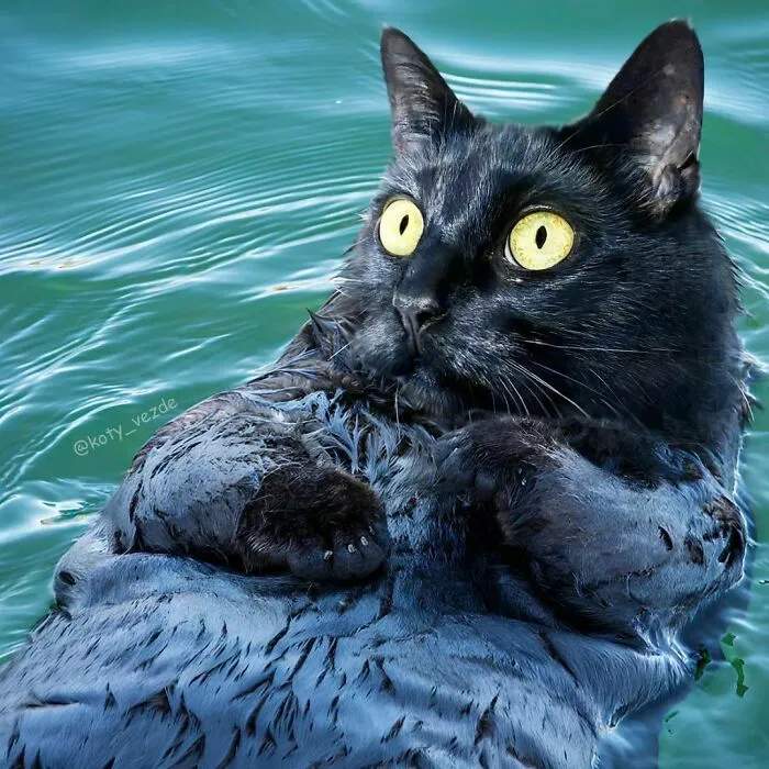 Someone Photoshops Cat Faces Onto Animals And Things, And The Results Are Disturbingly Amusing