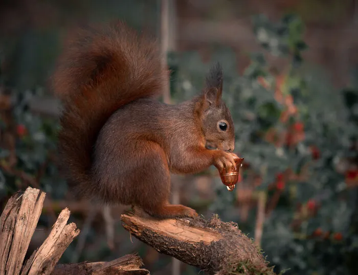 I've Spent Six Years Photographing Red Squirrels Interacting With Different Props To Get These Unique Shots (25 Pics)