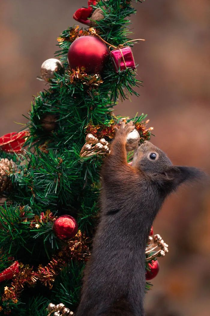 I Spend 3520 Hours Photographing Red Squirrels Without Using Photoshop