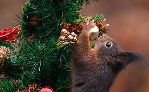 I've Spent Six Years Photographing Red Squirrels Interacting With Different Props To Get These Unique Shots (25 Pics)