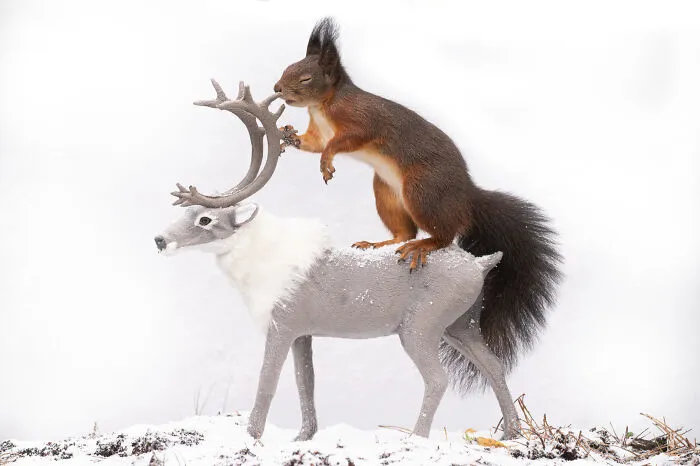 I've Spent Six Years Photographing Red Squirrels Interacting With Different Props To Get These Unique Shots (25 Pics)