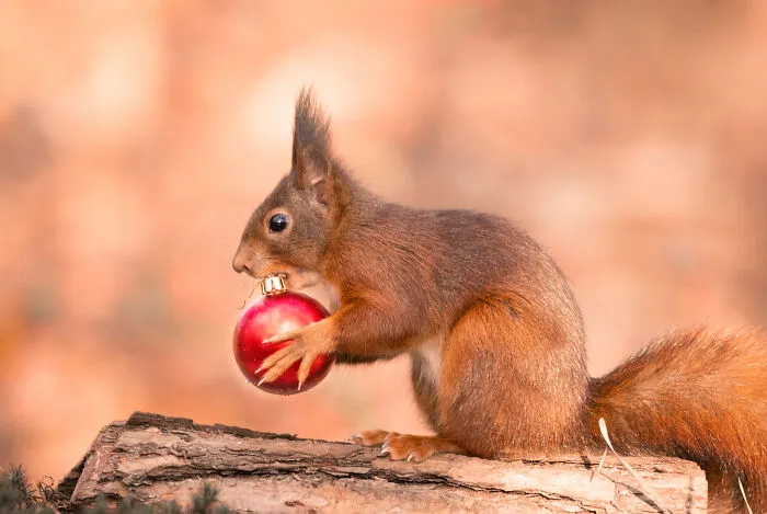 I've Spent Six Years Photographing Red Squirrels Interacting With Different Props To Get These Unique Shots (25 Pics)