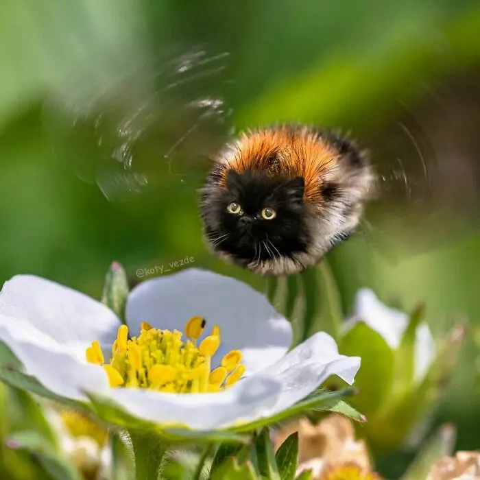 Someone Photoshops Cat Faces Onto Animals And Things, And The Results Are Disturbingly Amusing
