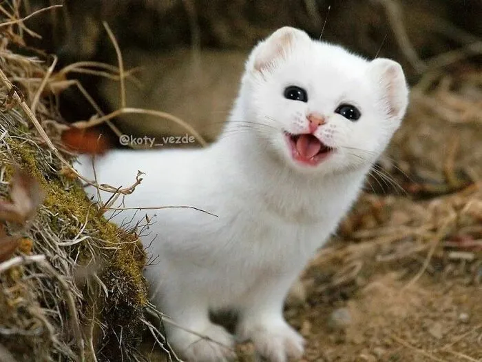 Someone Photoshops Cat Faces Onto Animals And Things, And The Results Are Disturbingly Amusing