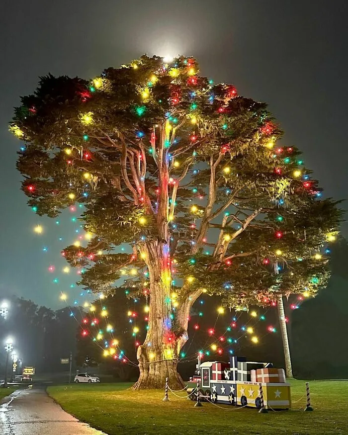 Uncle John’s Tree At McLaren Lodge In San Francisco, California, In All Its Glory