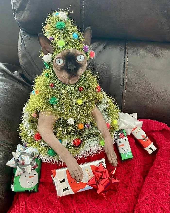 Christmas Tree, Oh Christmas Tree