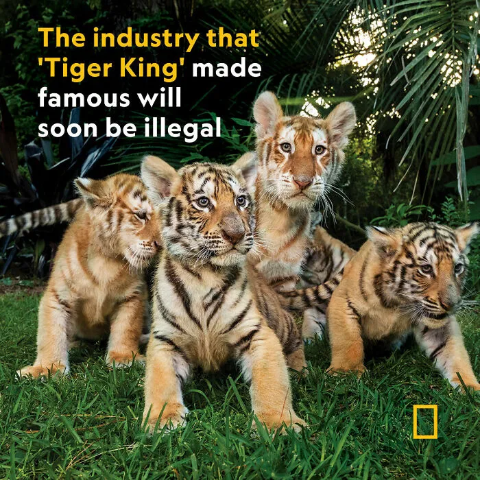 National Geographic, 258 Million