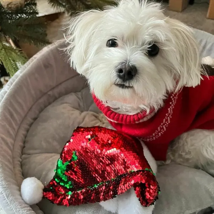 Feeling Festive