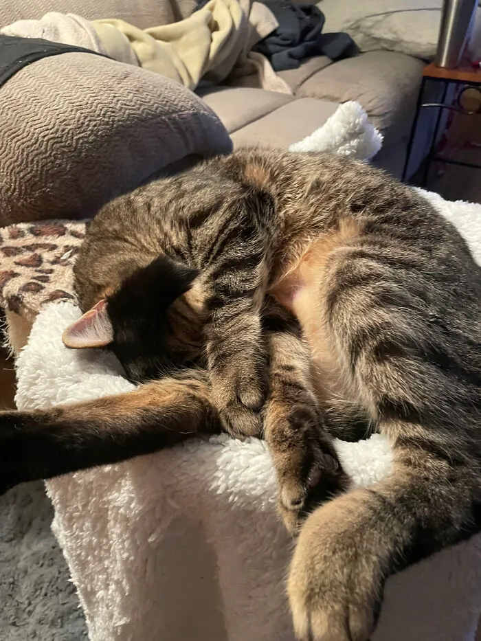 Curtis Sleeping When We Just Put On The Pellet Stove.  Very Happy!