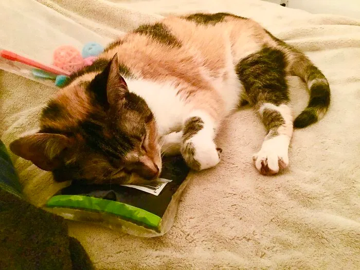 Ainsley With Her Bag Of Catnip