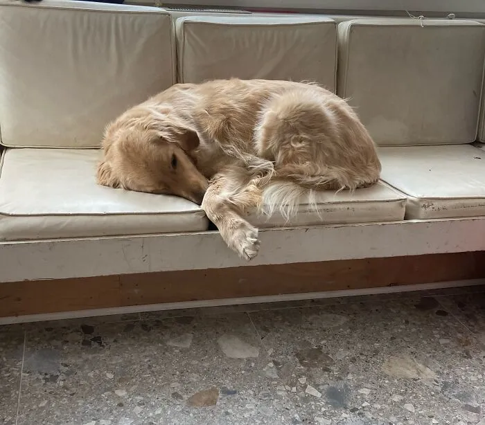 My Dog Fred