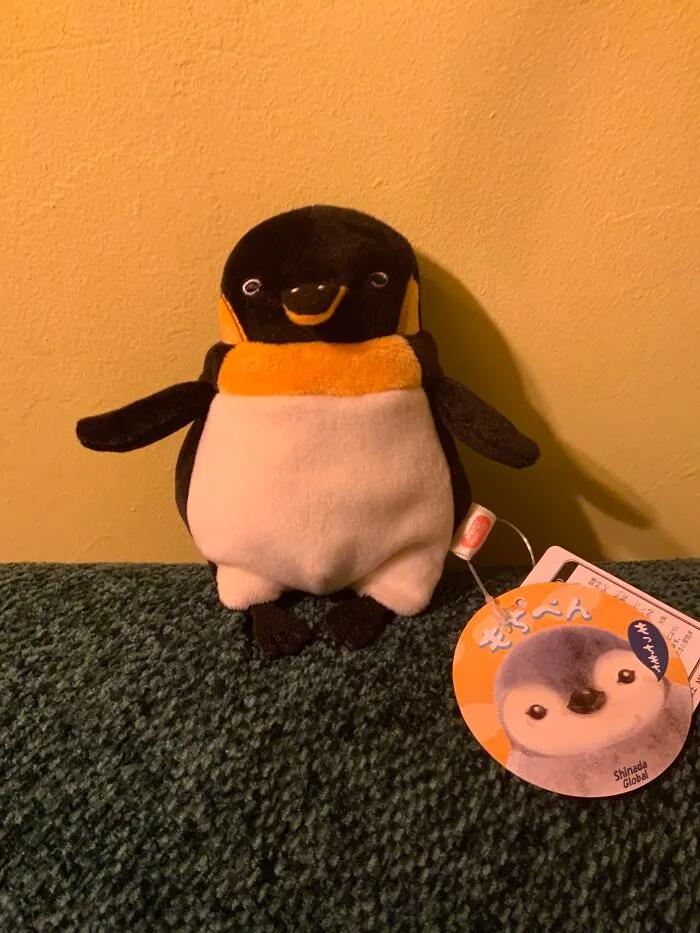 I Got This Penguin Who Looks Like He’s Judging Everyone 😂🐧