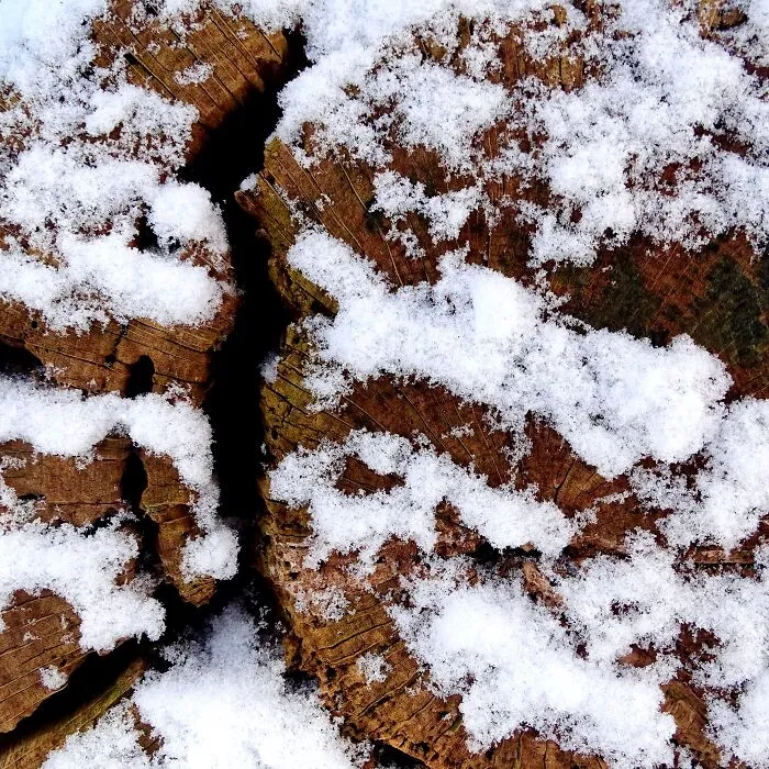 Snow On The End Of A Log