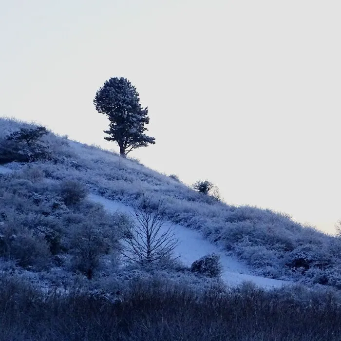 Cat In The Hat Tree