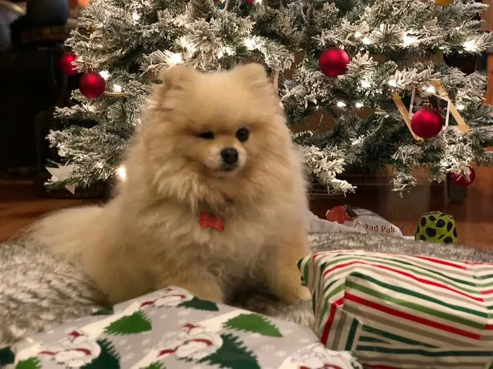 Merry Christmas!