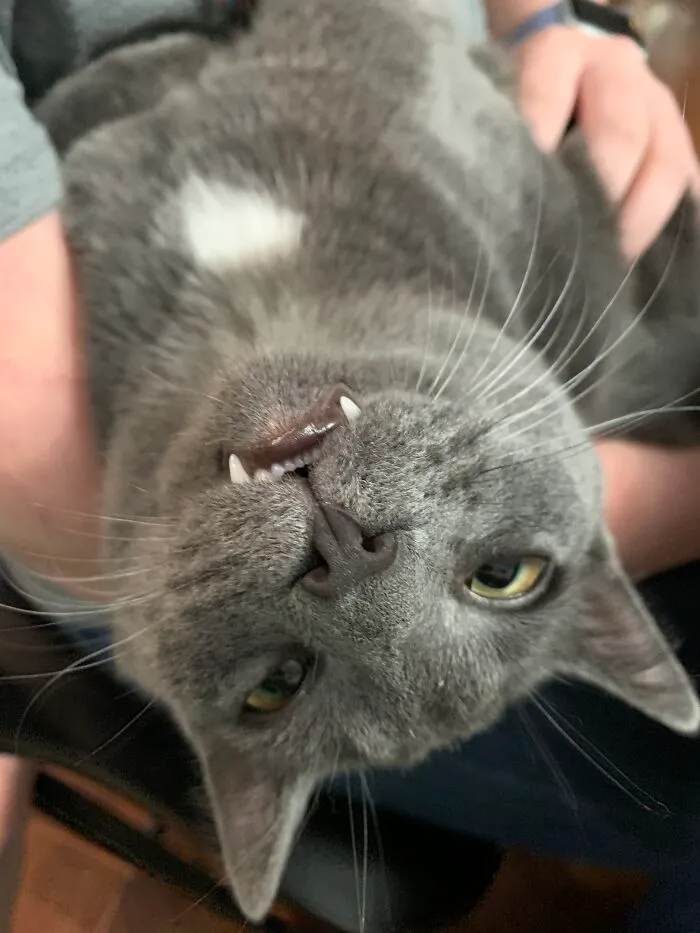 Evan, My Most Recent Rescue. I Found Him On The Side Of The Road In June. He Was In A Spot Where People Are Known To Chuck Kittens Out Of Windows