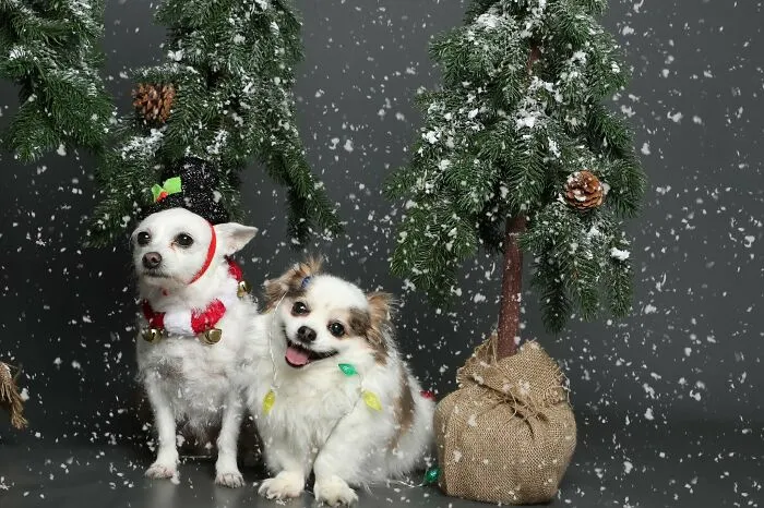 It’s Really Hard When You Have One Super Photogenic Dog And One Dog Having An Existential Crisis