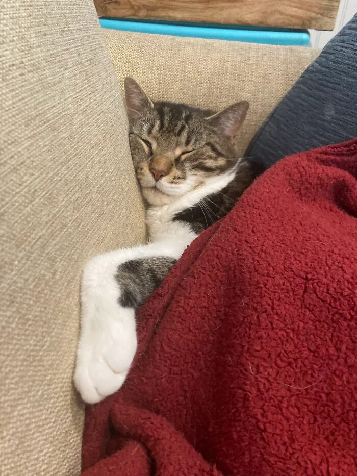 Winter The Cat